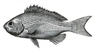 Пинджал (Pinjalo pinjalo)