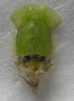 Куколка Cassida vibex