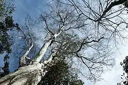 Высокие деревья