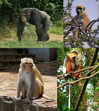 Верхний ряд: обыкновенный шимпанзе, бабуинНижний ряд: макак-резус, немейский тонкотел.