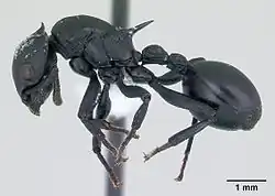 Рабочий сбоку