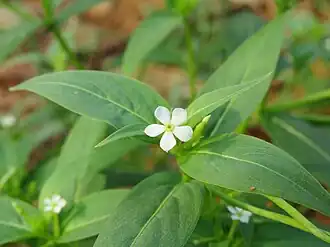 Catharanthus pusillus