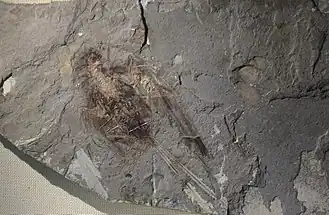 Образец, выставленный в Пекинском музее естественной истории[англ.]