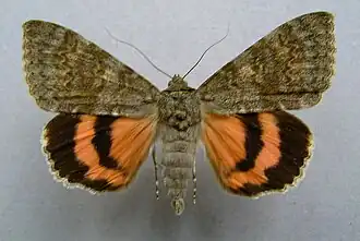 Catocala elocata