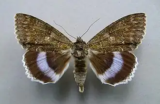 Catocalini: Catocala fraxini