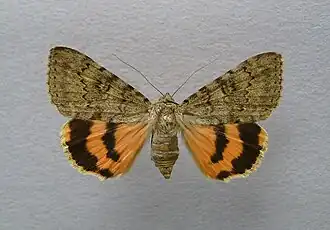 Catocala puerpera