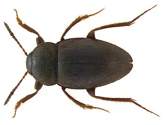Catops fuliginosus, самец