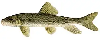 Белый чукучан (Catostomus commersoni)