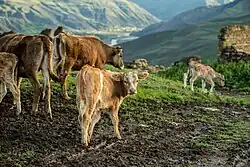 Через территорию посёлка перегоняют скот и лошадей