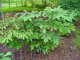 Caulophyllum thalictroides. Общий вид растения