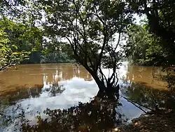 Низовье Кавалли около населённого пункта Таи. Вид со стороны Кот-д’Ивуара.