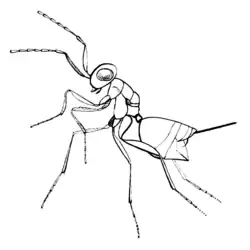 Cea pulicaris