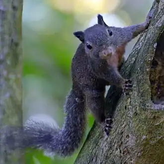 Сулавесская карликовая белка(Prosciurillus murinus)