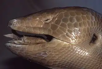 Ямайский диплоглосс