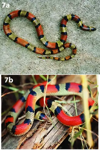 Выше особь с острова Норт-Падре, ниже из округа Сан-Патрисио. Обратите внимание, что окрас особи с острова более тусклый, чем у змеи с материка.