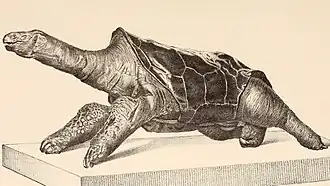 Cylindraspis vosmaeri