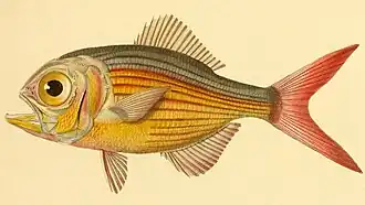 Вилохвостый берикс