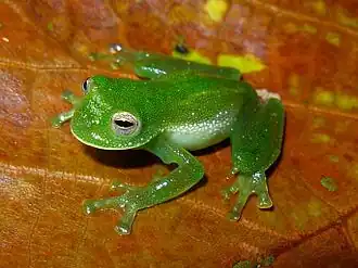 Колумбийская стеклянная лягушка