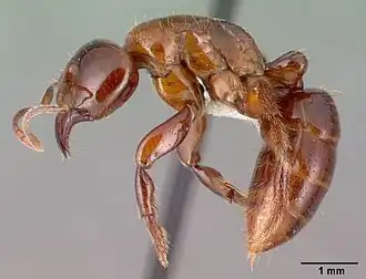 Centromyrmex alfaroi