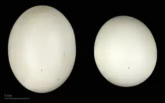 Яйца Centropus sinensis