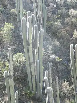 Доминирующий вид