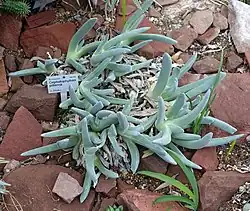 Cephalophyllum pillansii