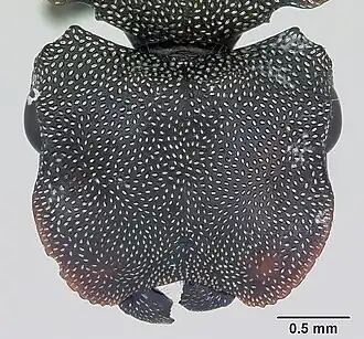 Cephalotes borgmeieri