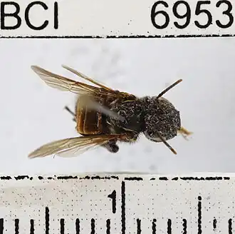 Cephalotrigona zexmeniae