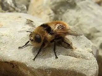 Cephenemya stimulator