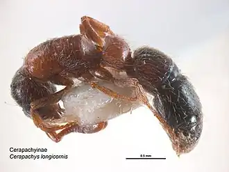 Lioponera longitarsus