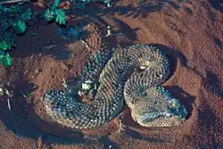 Cerastes gasperettii. Особь без рожек.