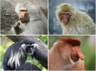 Верхний ряд (собственно мартышковые): гамадрил, японский макак;
Нижний ряд (тонкотелые обезьяны): ангольский колобус, носач.