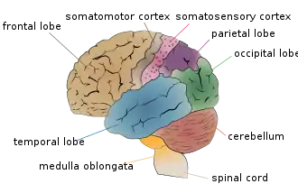 Первичная соматосенсорная кора отмечена розовым цветом