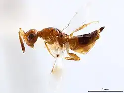 Cerocephala eccoptogastri