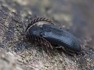 Cerophytum elateroides