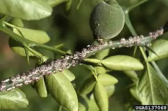 Японская восковая ложнощитовка (Ceroplastes japonicus)