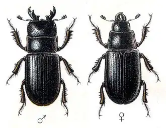 Рогачик малый