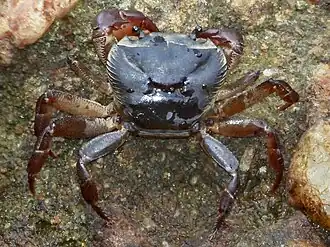 Ceylonthelphusa rugosa