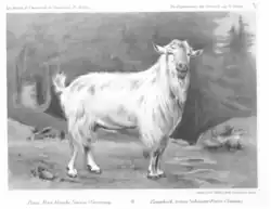 Безрогий зааненский козёл, 1896 год.