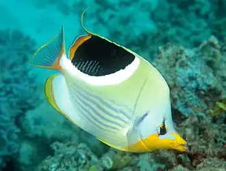 Chaetodon (Rabdophorus) ephippium