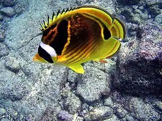 Щетинозубые