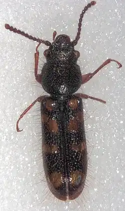 Chaetosomodes halli