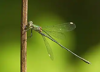 Лютка зелёная