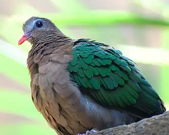 Изумрудный голубь (Chalcophaps indica)