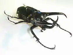 Род Chalcosoma. (Вид — C. atlas)