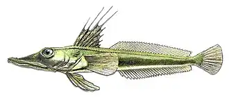 Зелёная белокровка Channichthys mithridatis, голотип, самец