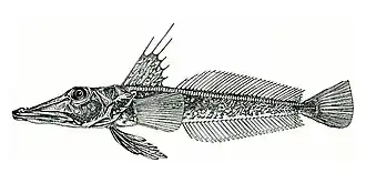 Channichthys richardsoni, голотип, самка