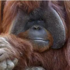 Фотография Чантэка с официального сайта Атлантского зоопарка