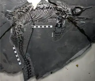 Образец AGM CHS-5