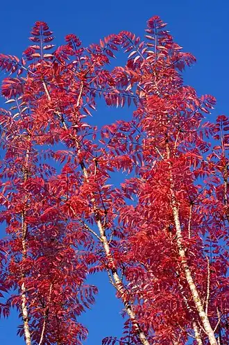 Листья туны китайской на роспуске